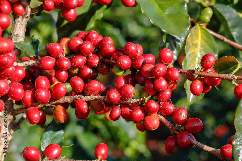 Coffee been on tree in cafe plantation Coffee been on tree in cafe plantation
