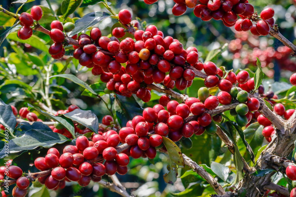 Coffee been on tree in cafe plantation Coffee been on tree in cafe plantation