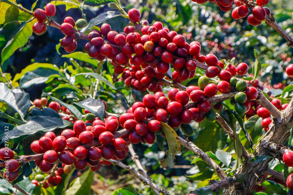 Coffee been on tree in cafe plantation Coffee been on tree in cafe plantation