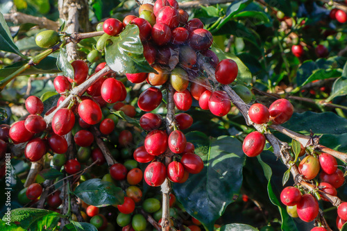 Coffee been on tree in cafe plantation