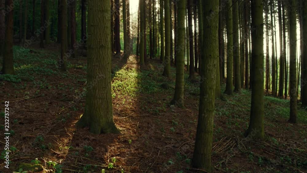 Point of view shot of person walking through a dense forest Point of view shot of person walking through a dense forest