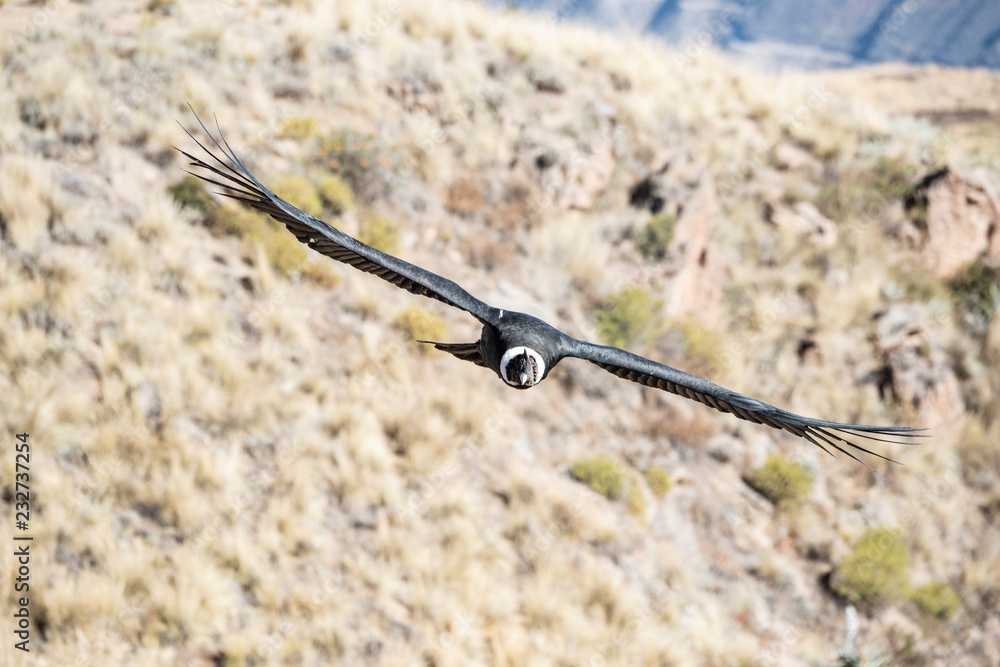 Obraz premium Andean condor