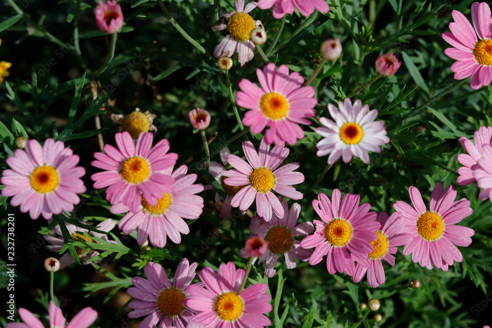 Pink daisy in sunlight Pink daisy in sunlight