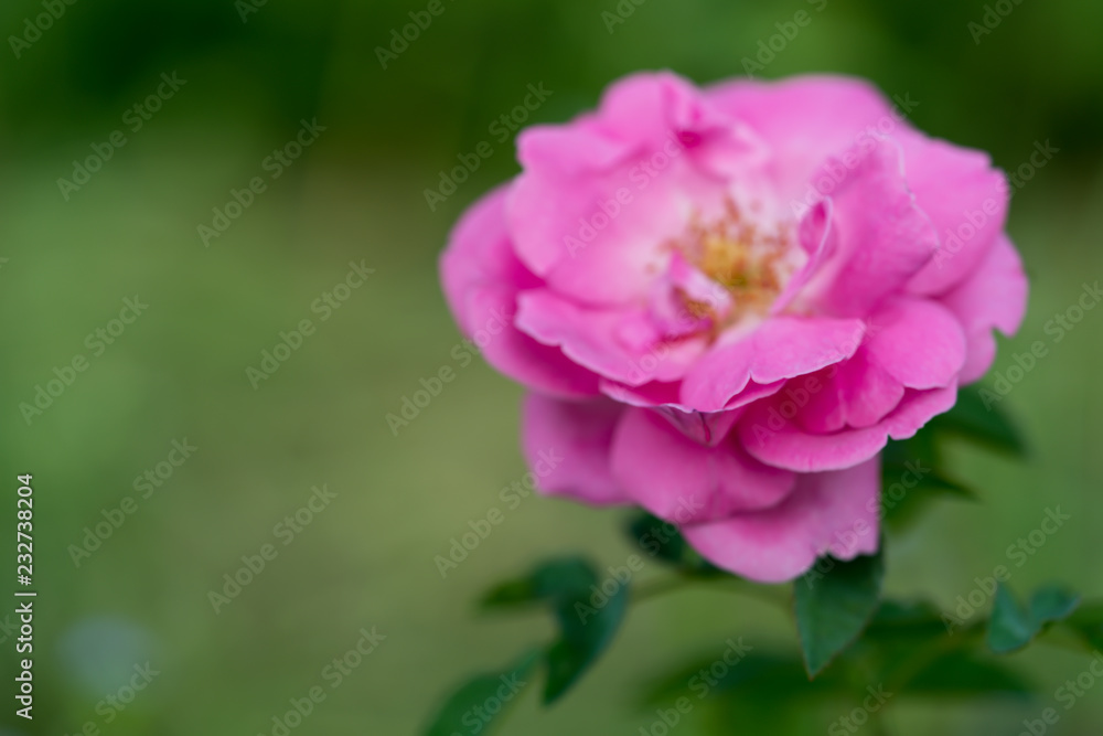Pink rose