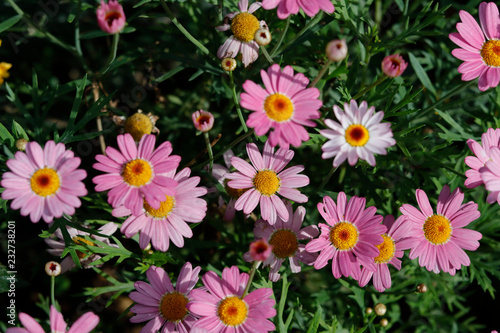Pink daisy in sunlight
