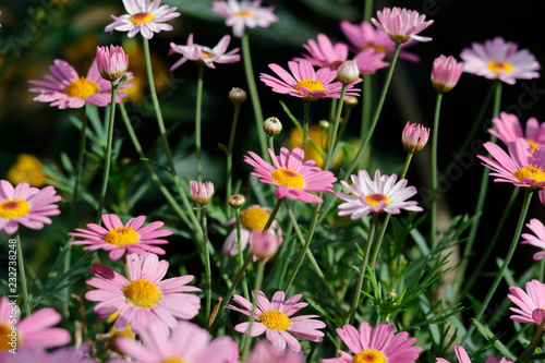 Pink daisy in sunlight