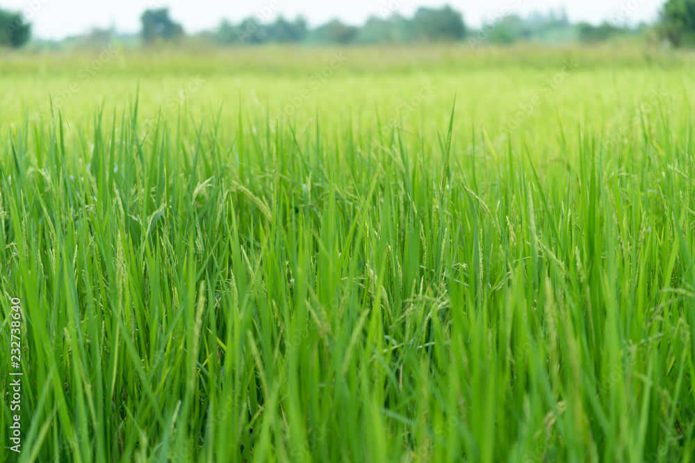 Rice field Rice field