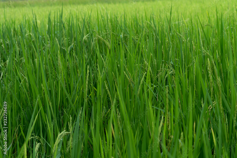 Rice field Rice field