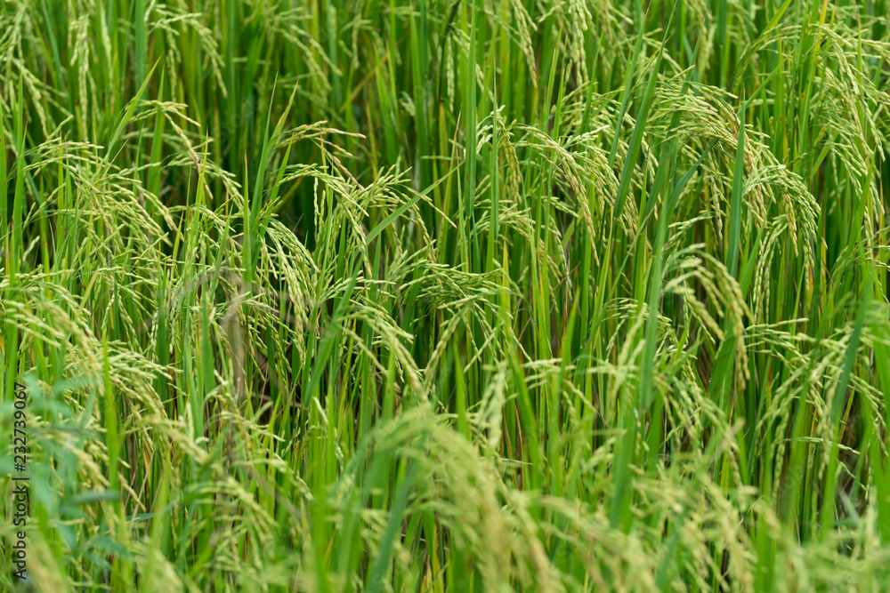 Rice field Rice field