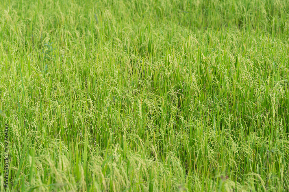 Rice field Rice field