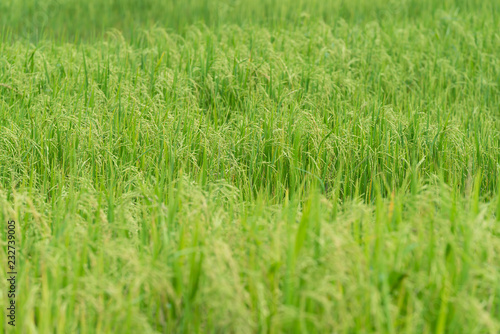 Rice field