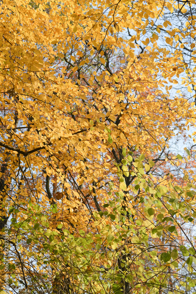 hornbeam tree orange autumn leaves hornbeam tree orange autumn leaves