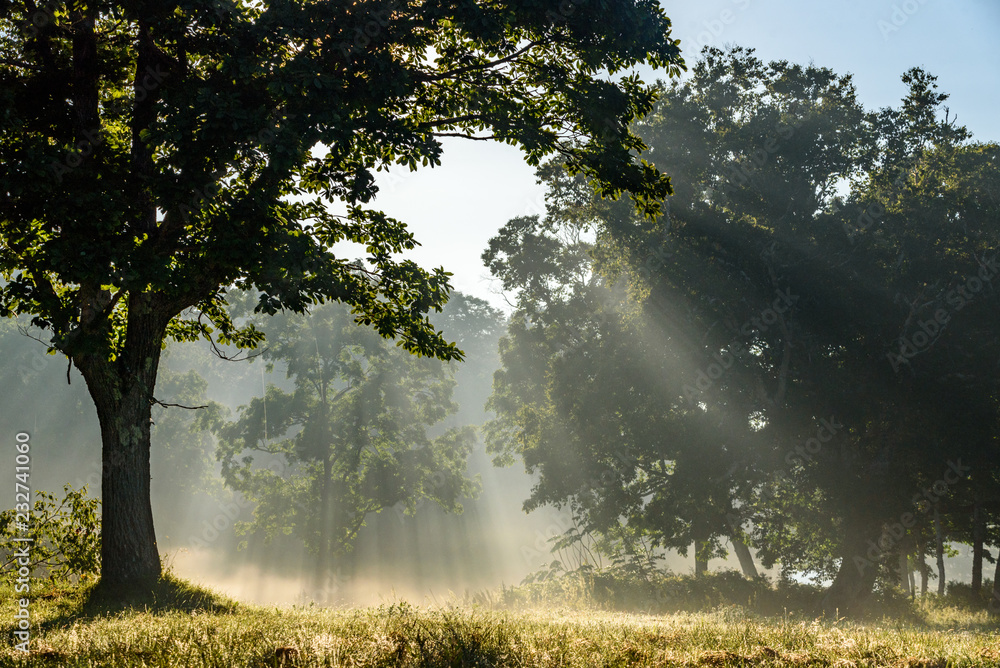 Fototapeta premium Promienie słoneczne