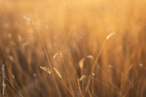 fescue grass field at sunset