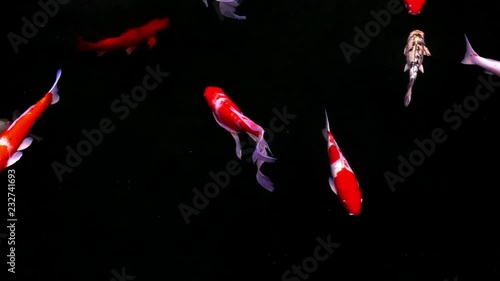 Animals Koi, Fancy carps fish are swimming in water