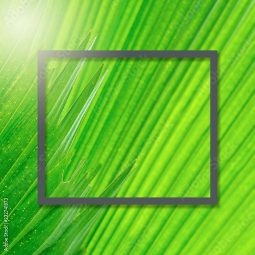 Square frame, Creative layout made Green leaf palm tree background with paper card note. Blank for advertising card or invitation. Nature concept. Fern leaf in Forest. Summer poster. photo