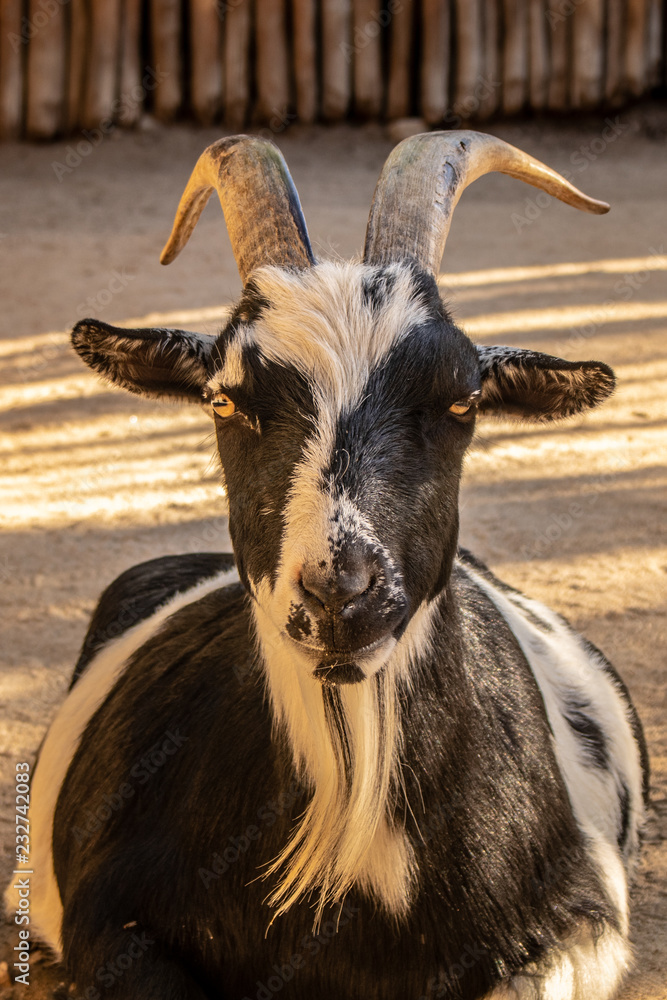 Bearded Goat portrait gives meaning to goatee Bearded Goat portrait gives meaning to goatee