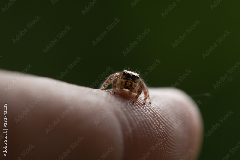 Obraz premium A spider on green blurred background