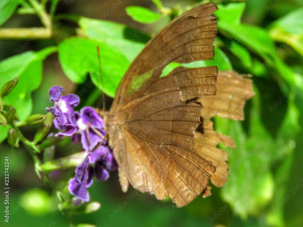 Butterfly in its natural habitat Butterfly in its natural habitat