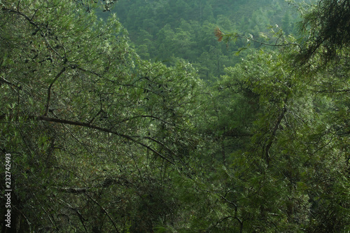 Dense green tree mountain forest background