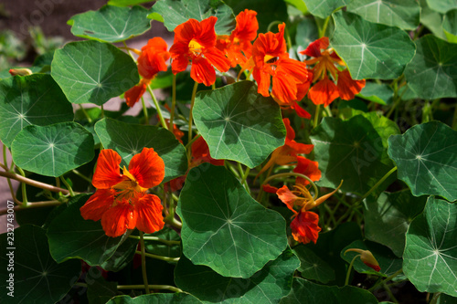 Tropaeolum majus  nasturtium - garden orange flowers  Indian cress