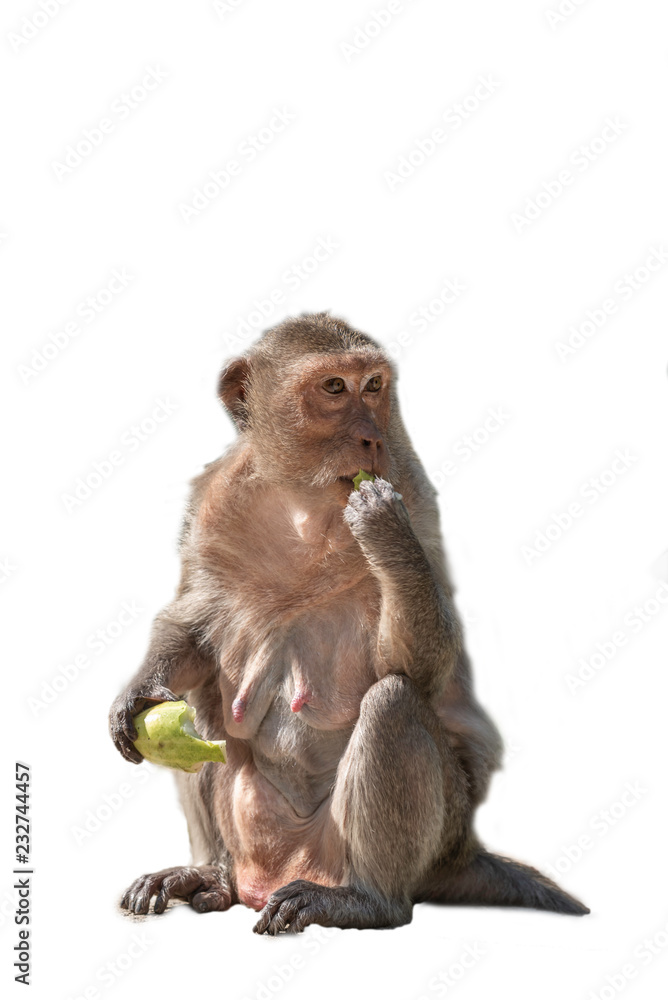 Fototapeta premium Monkey, animal
