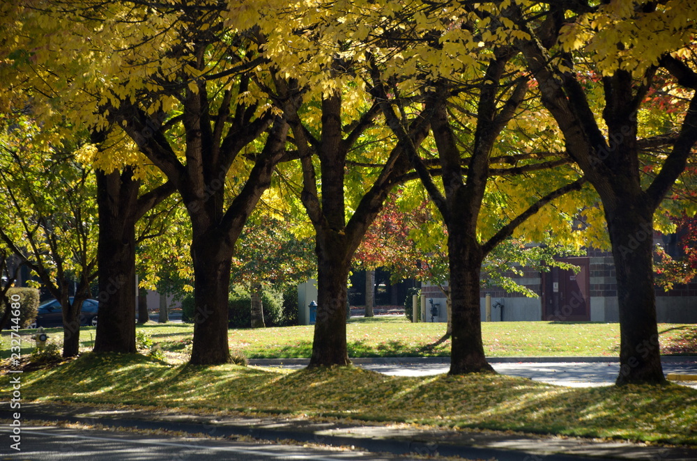 Naklejka premium Alley with the row of trees with yellow foliage