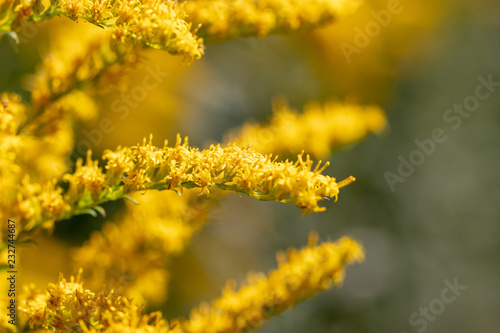Flower of Canada goldenrod, Ibaraki Prefecture, Japan