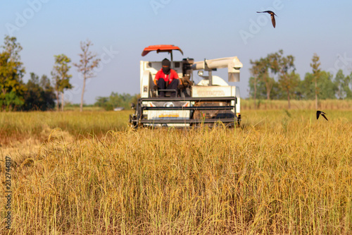 Harvester agriculture machine and harvesting in rice field working