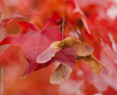 Closeup of maple seed on ab branch with foliage in red palette in residential part of Redmond photo