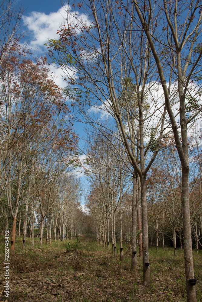 Landscape rubber plantation during day with blue sky Landscape rubber plantation during day with blue sky