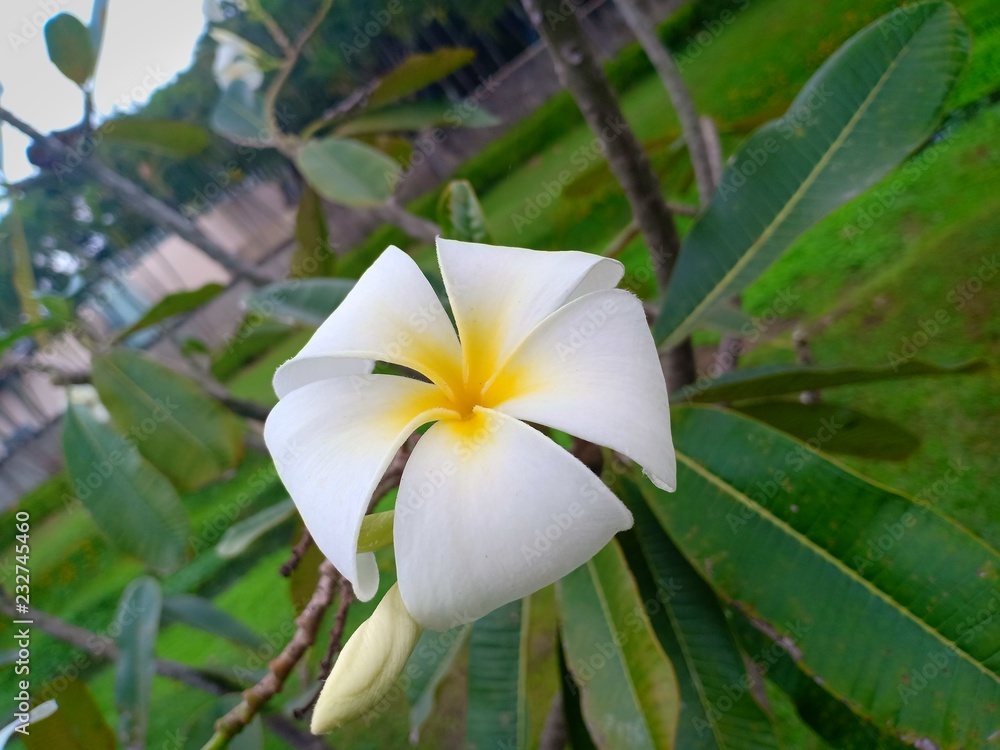 A white flower A white flower