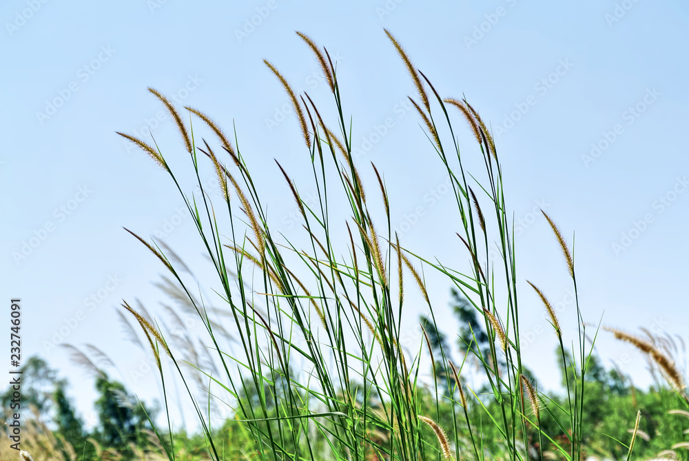 Low Angle View of Fresh Palea Plants in Green Field