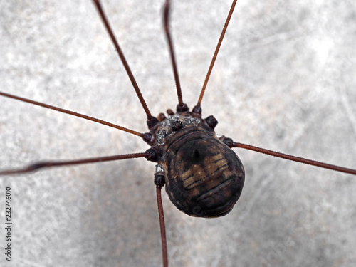 Macro Photo of Harvestmen or Daddy Longlegs Isolated on Background photo