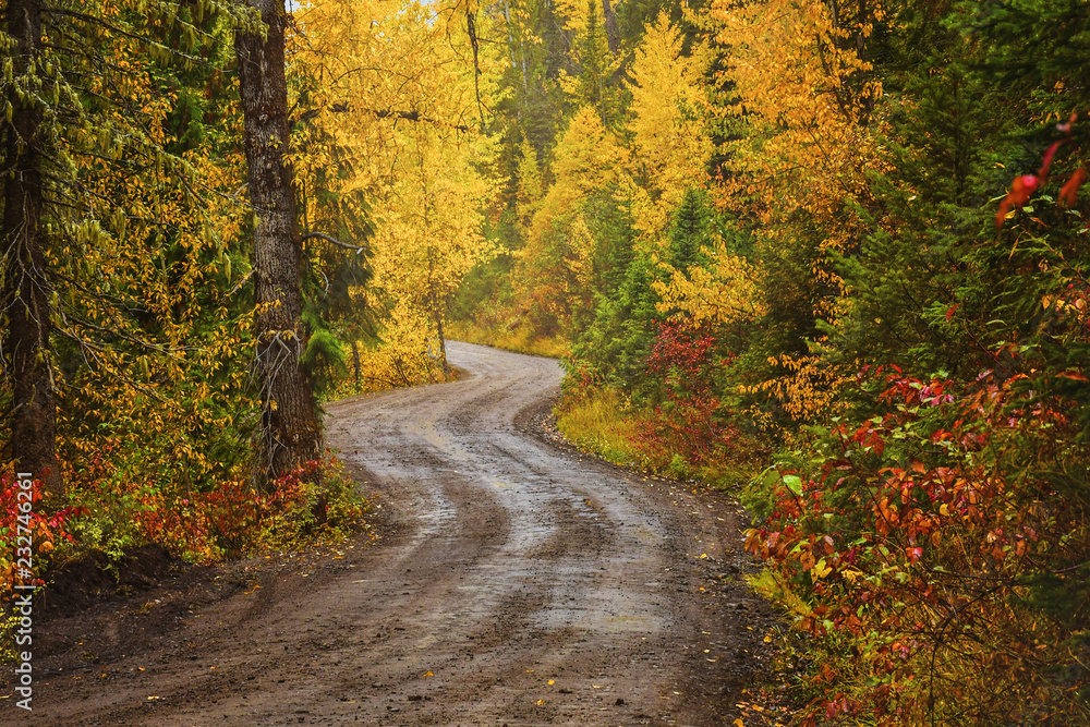 A dirt road in a forest in fall
