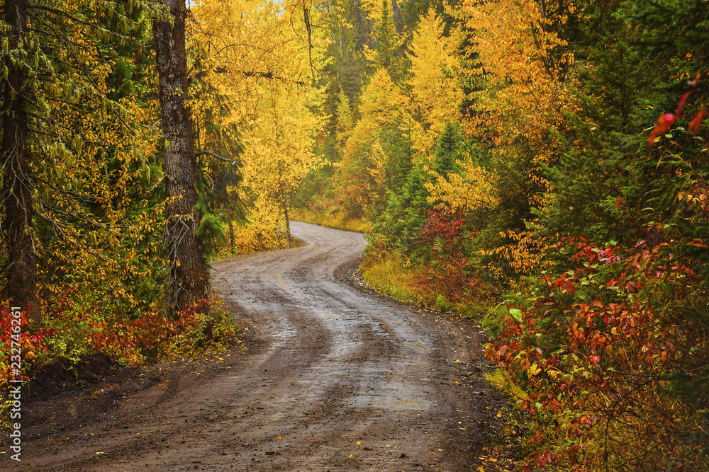 A dirt road in a forest in fall A dirt road in a forest in fall
