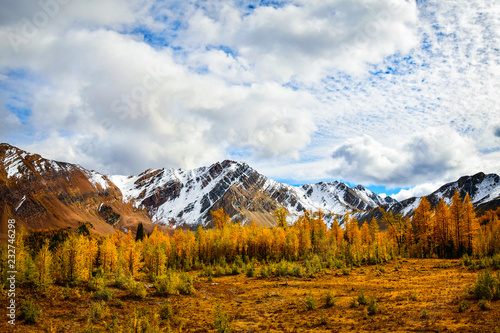 Golden Larch and Snowy Mountains British Columbia, Canada