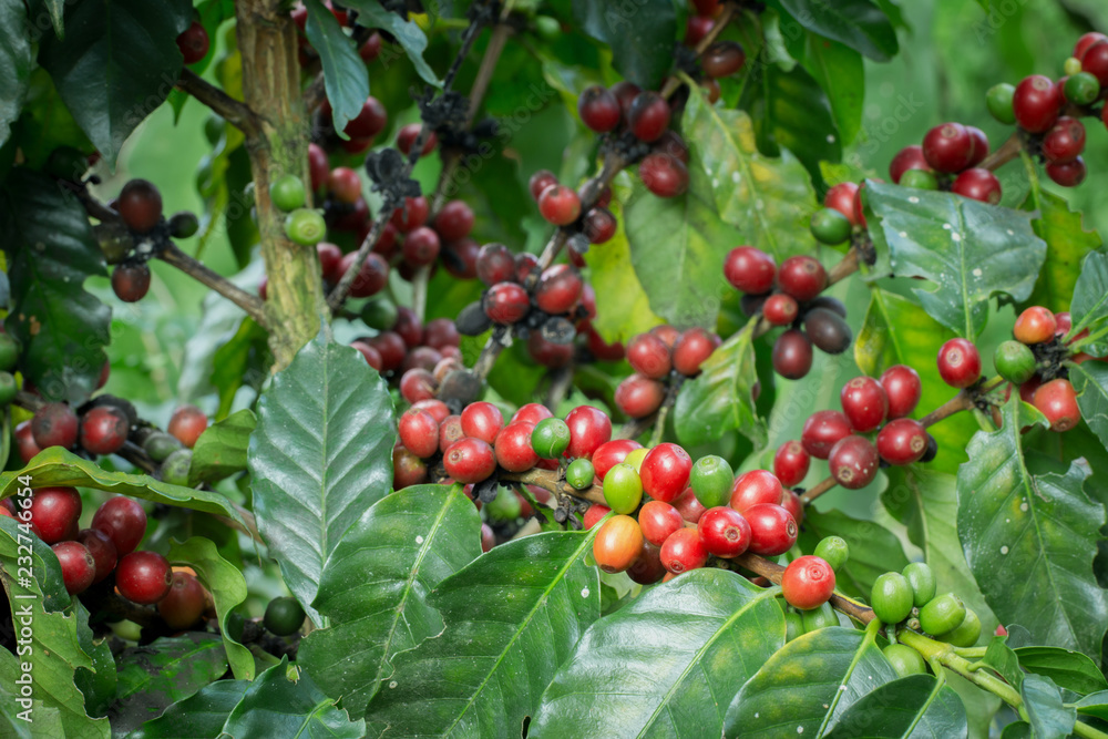 Arabica Coffee berry ripening on a tree Arabica Coffee berry ripening on a tree