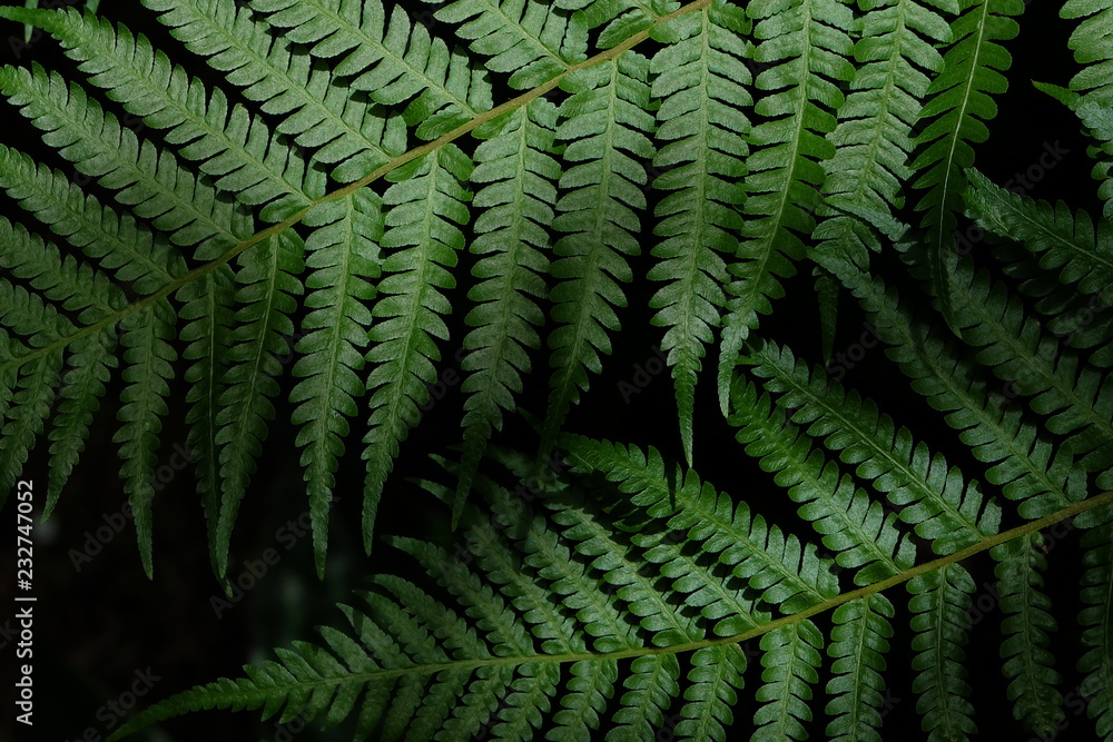 fern in the forest fern in the forest