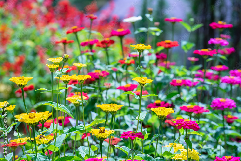 Collection of colorful summer flower containing red, yellow, purple and white.