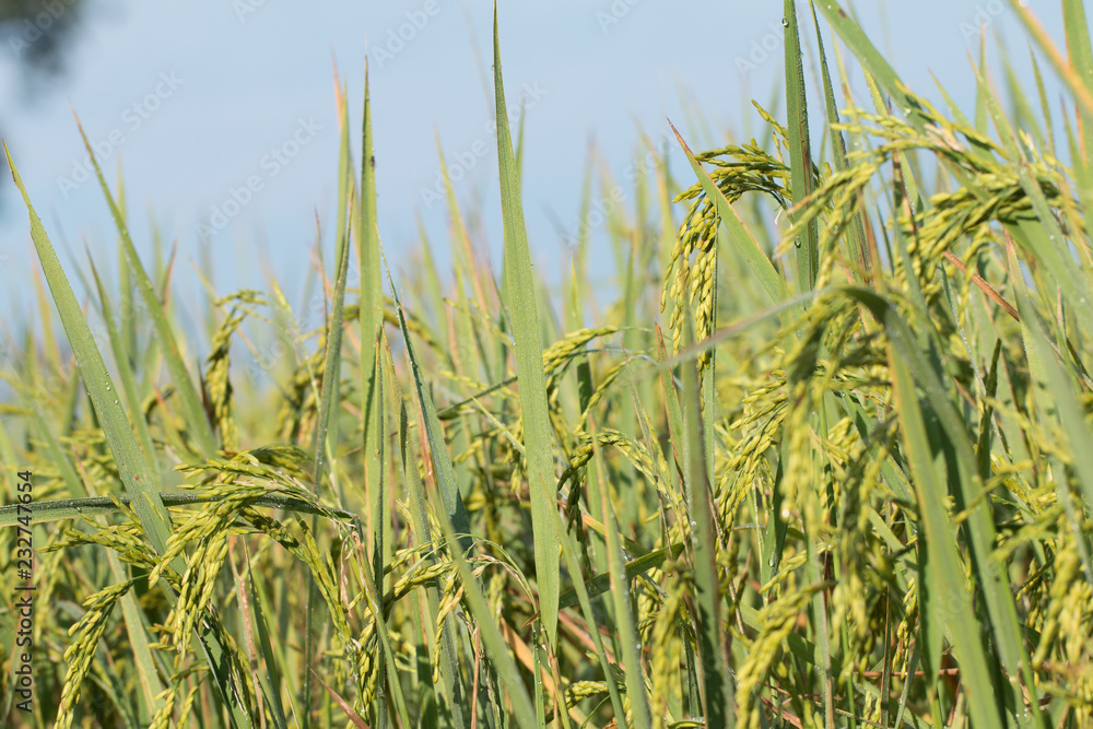 Obraz premium Paddy rice field