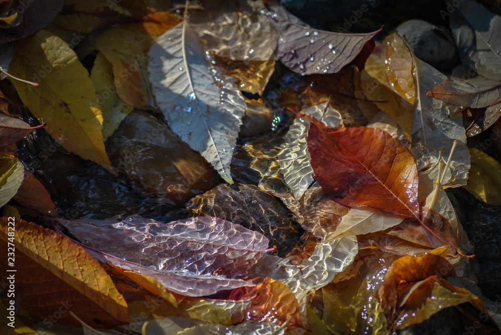 Autumn Leaves in Water