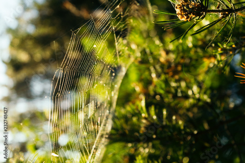 cobweb in the sunlight