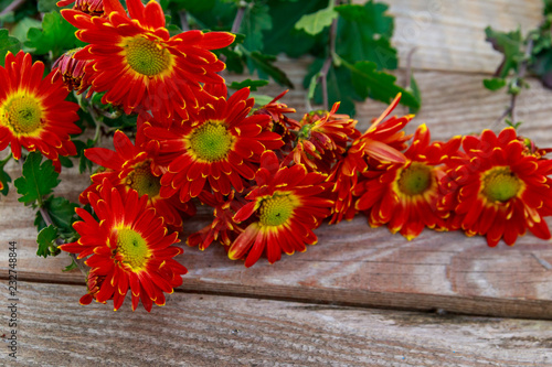 Red chrysanthemums on wooden background