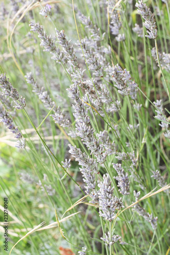 Fototapeta Naklejka Na Ścianę i Meble -  Lavender flowers closeup