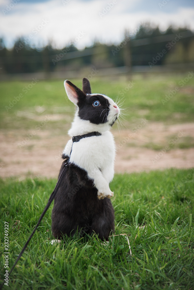 Little rabbit walking on the leash