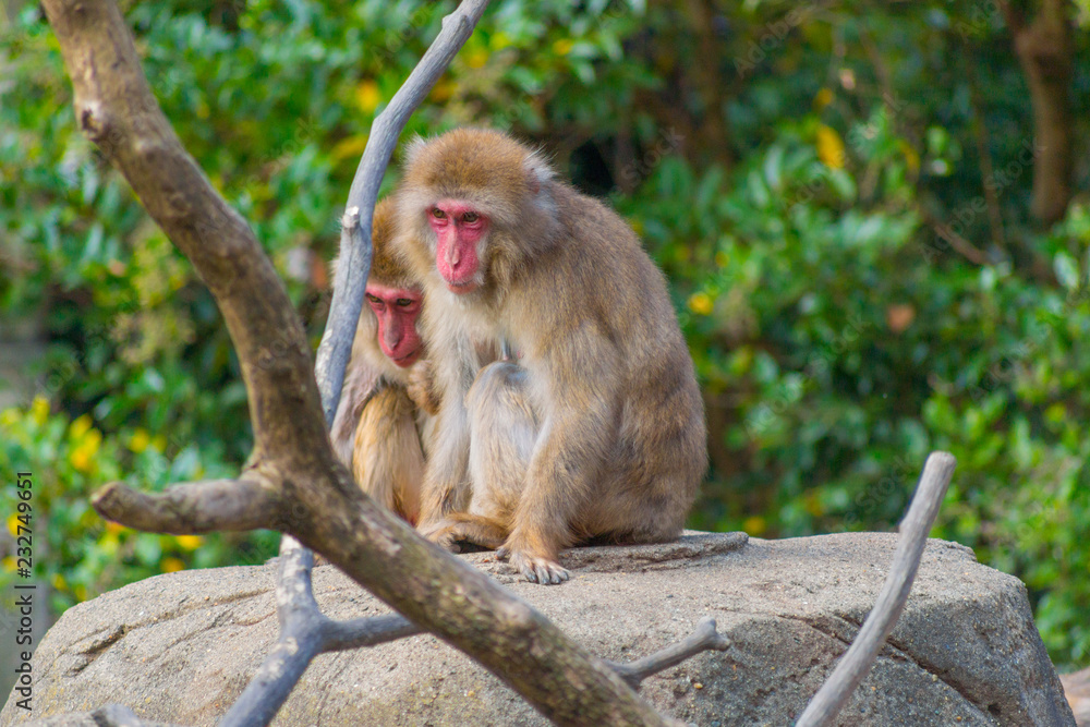 猿 動物園 ニホンザル さる サル 猿山 Stock Photo | Adobe Stock