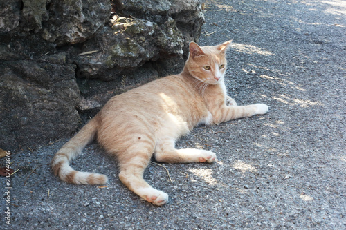 Fototapeta Naklejka Na Ścianę i Meble -  Red cat in a shadow