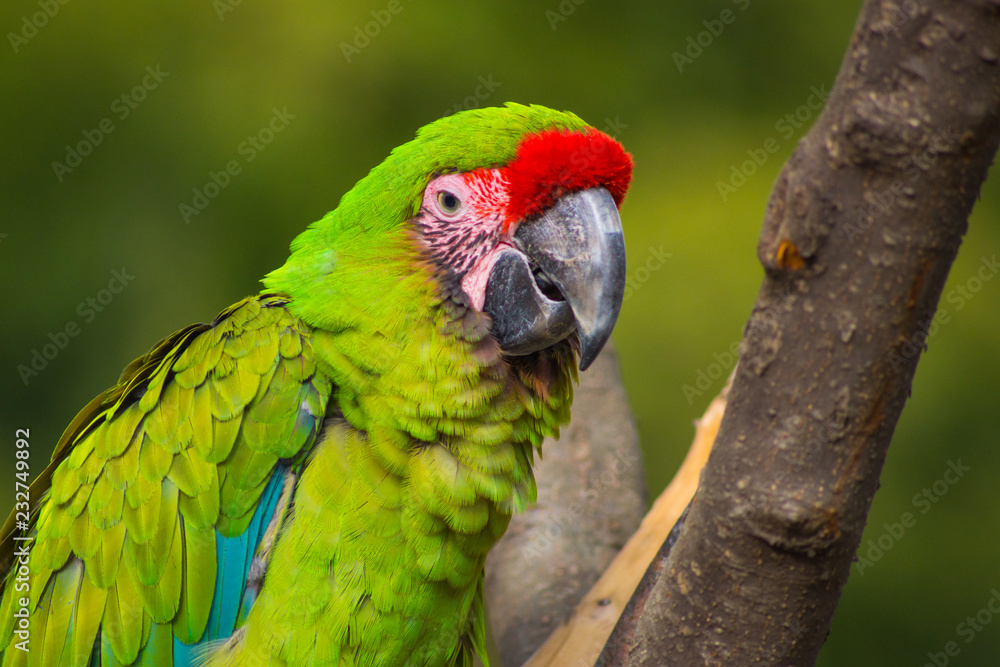 ヒワコンゴウインコ インコ 緑 Ara macao : Scarlet Macaw or Araca