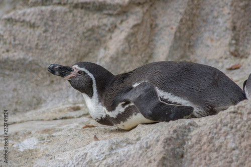 ケープペンギン ペンギン Spheniscus demersus